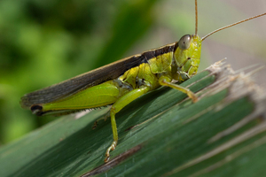 ハネナガイナゴの色