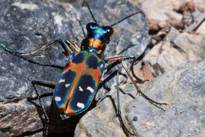 ハンミョウの色