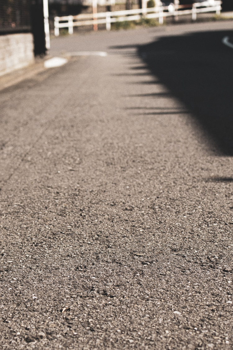 ハラビロカマキリの画像