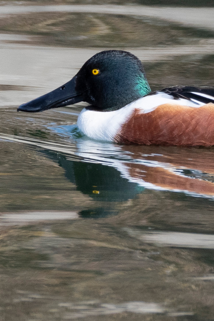 ハシビロガモの画像