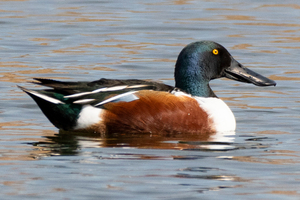 ハシビロガモの色