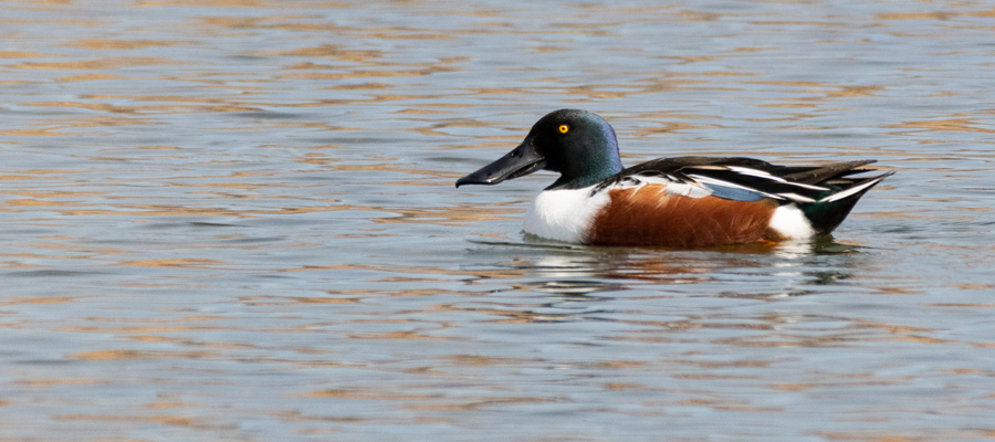 ハシビロガモの写真
