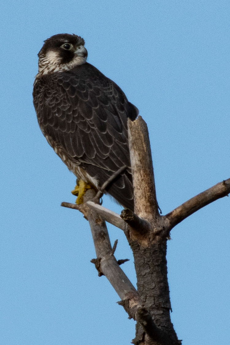 ハヤブサの画像
