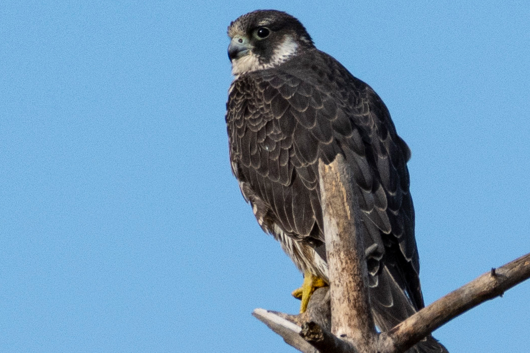 ハヤブサのページ