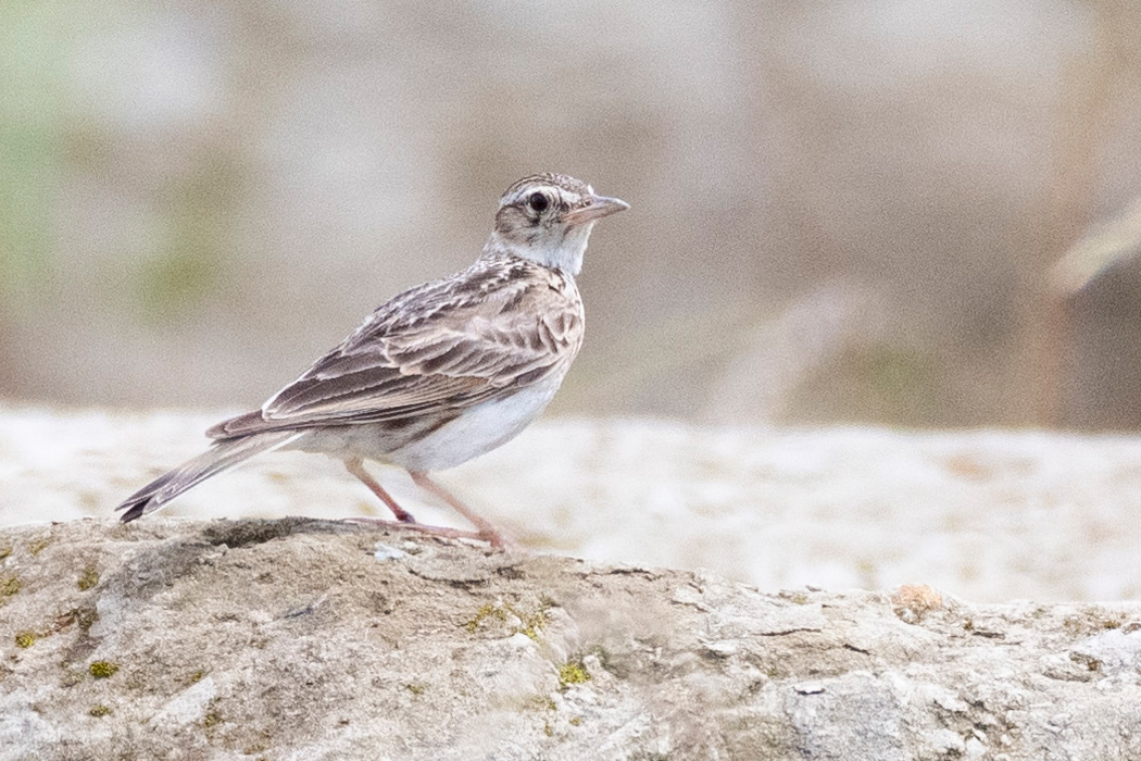 ヒバリのページ