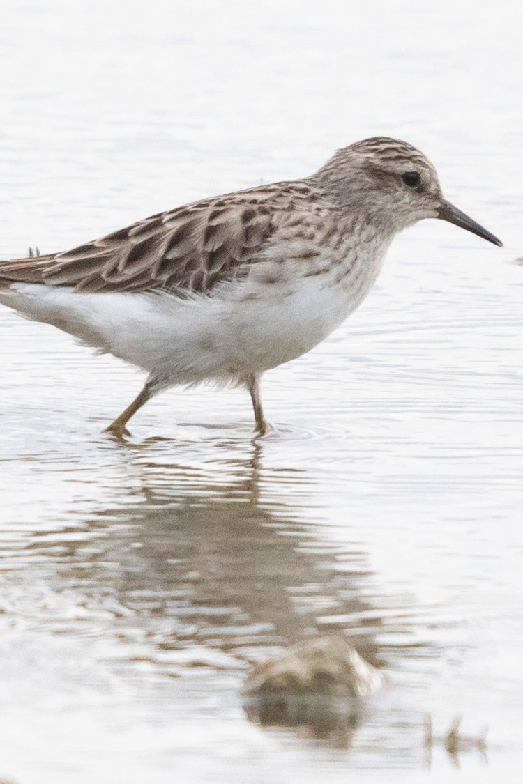 ヒバリシギの画像