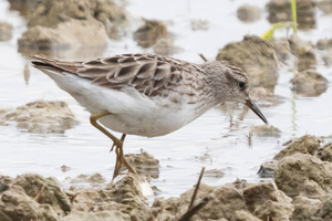 ヒバリシギの色