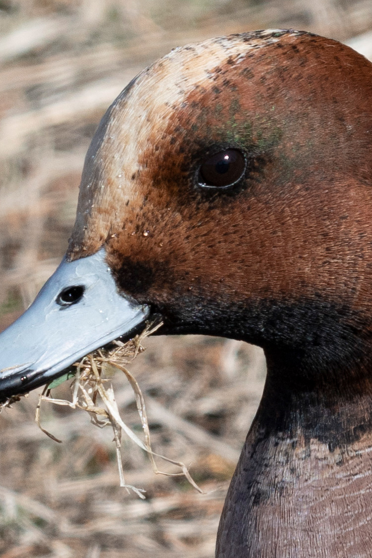 ヒドリガモの画像