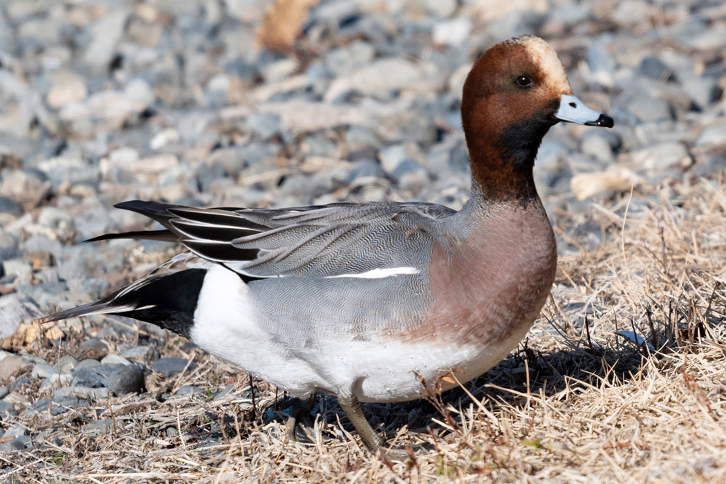 ヒドリガモのページ