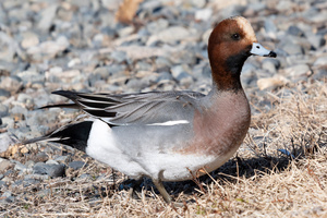 ヒドリガモの色