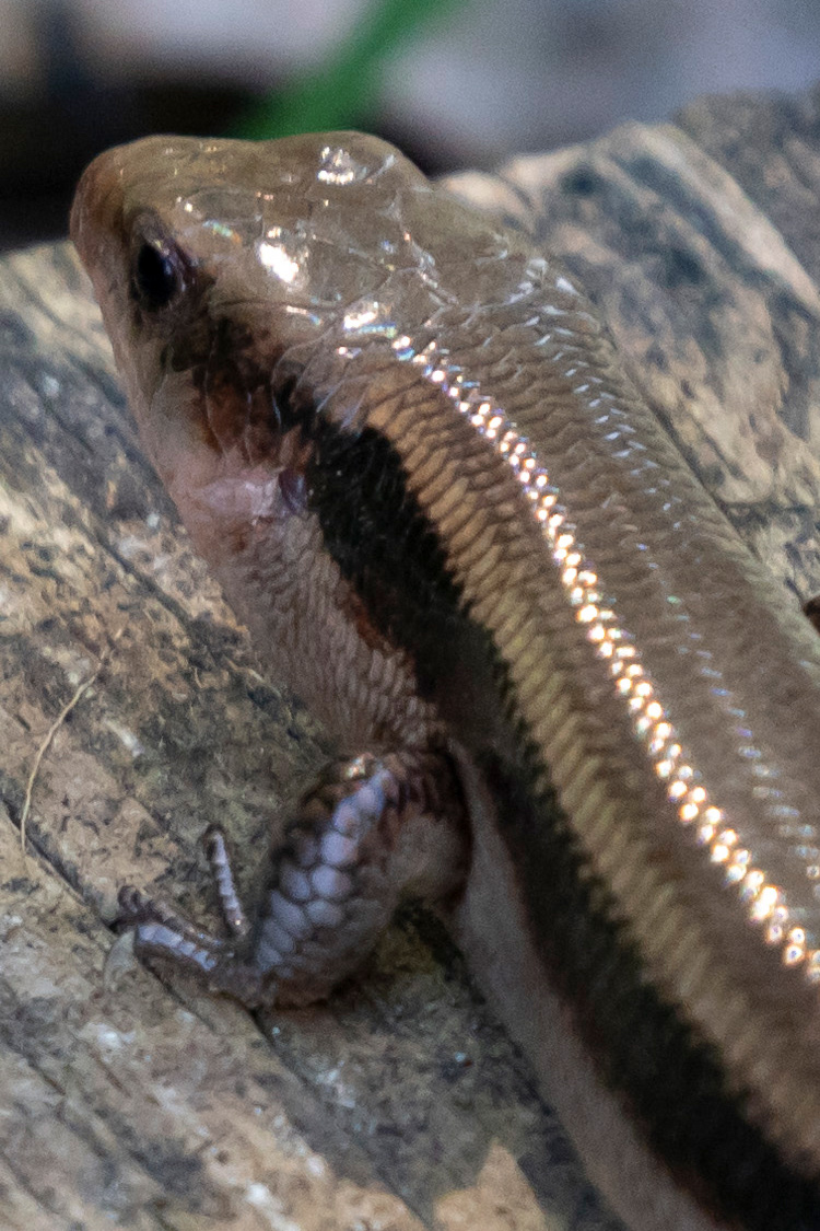 ヒガシニホントカゲの画像