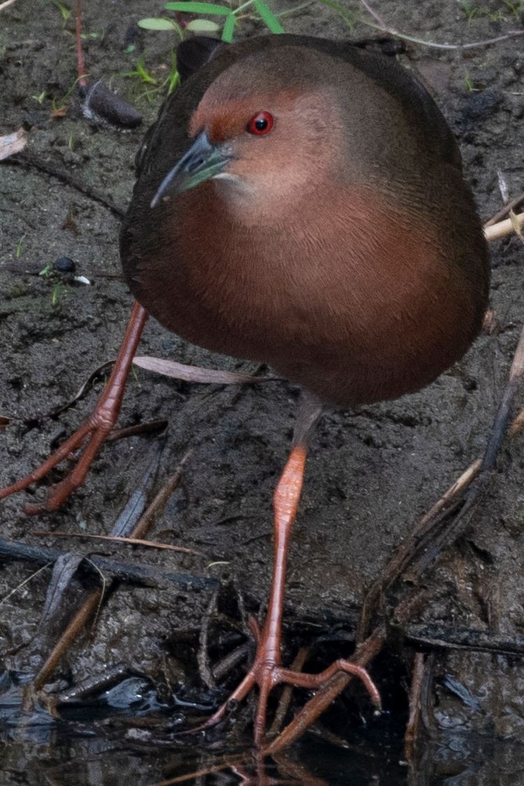 ヒクイナの画像