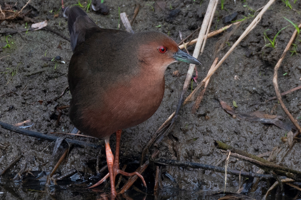 ヒクイナのページ