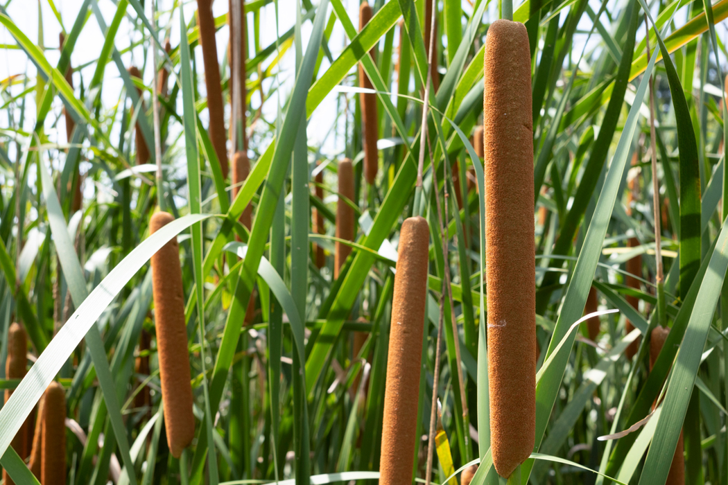 ヒメガマのページ