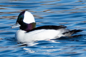 ヒメハジロの色