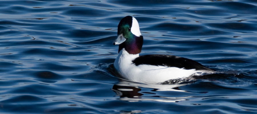 ヒメハジロの写真