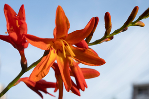 ヒメヒオウギズイセンの色