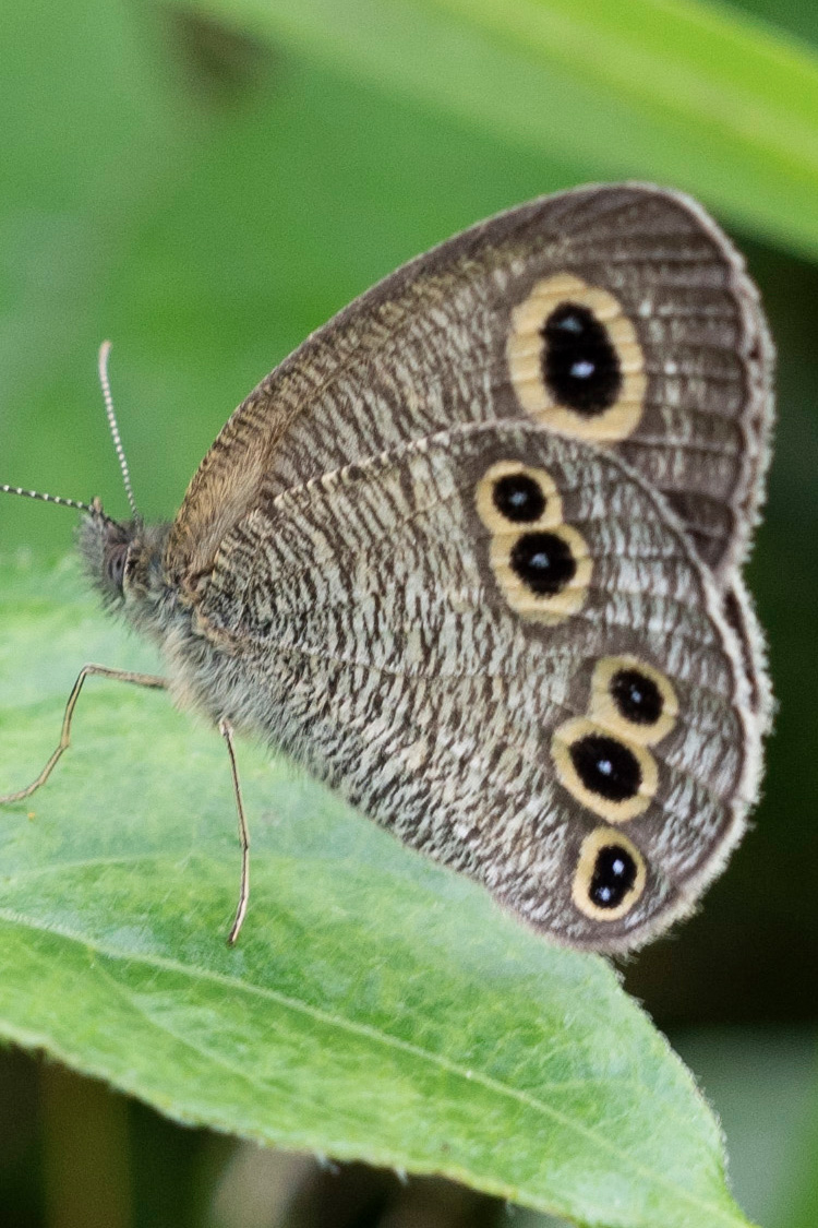 ヒメウラナミジャノメの画像