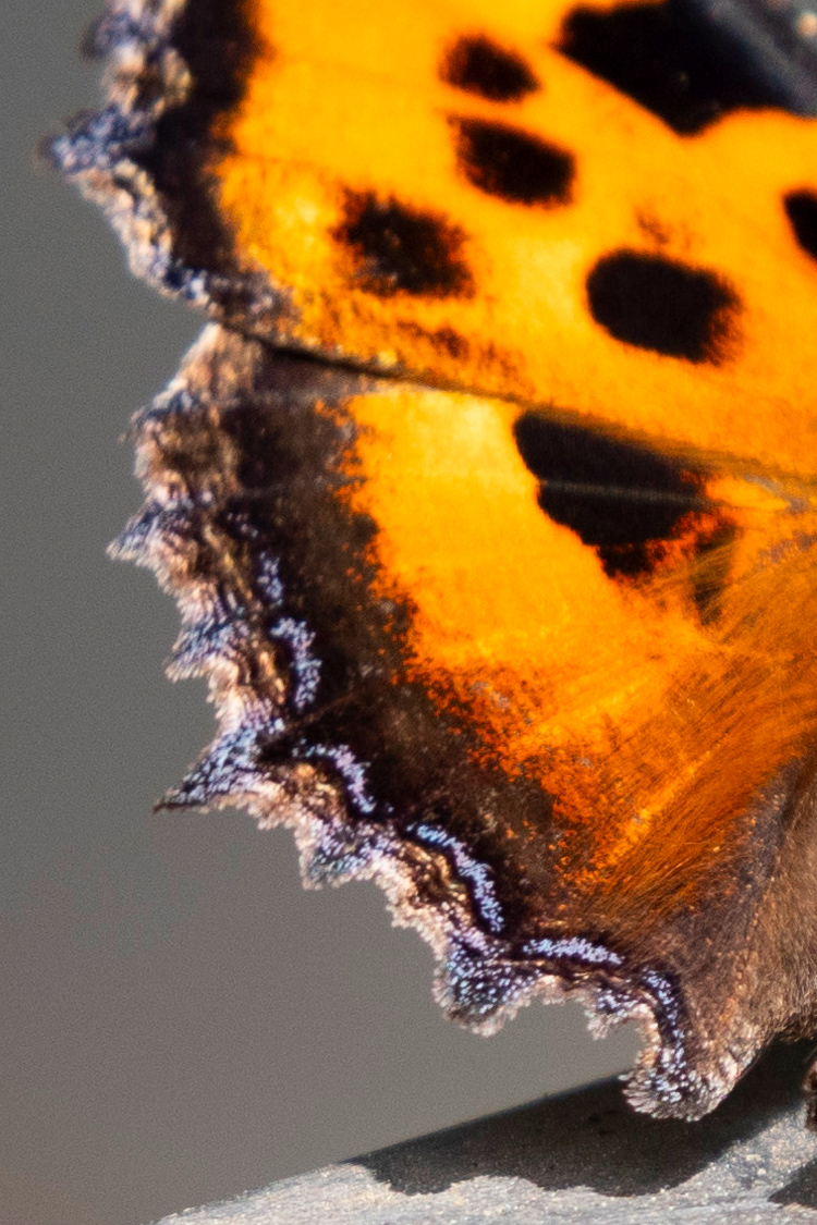 ヒオドシチョウの画像