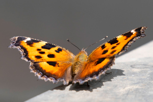 ヒオドシチョウの色