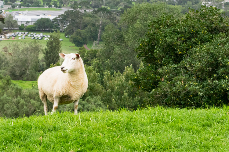 ヒツジのページ