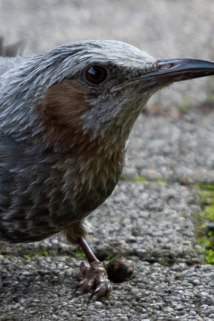 ヒヨドリの画像