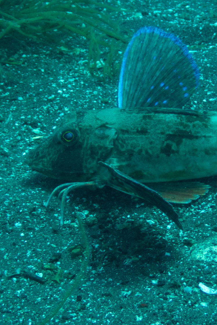 ホウボウの画像