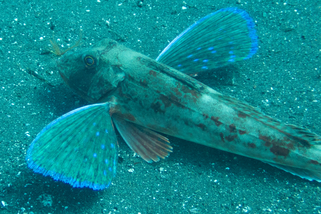 ホウボウのページ