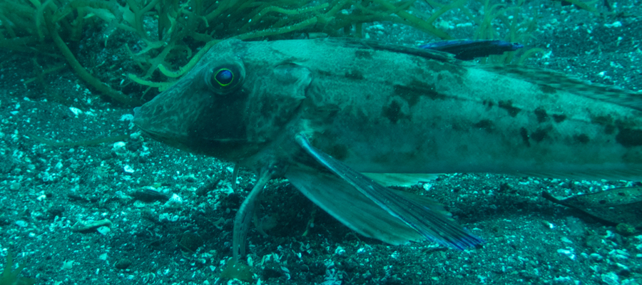 ホウボウの写真