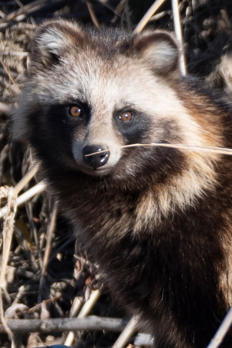 ホンドタヌキの画像