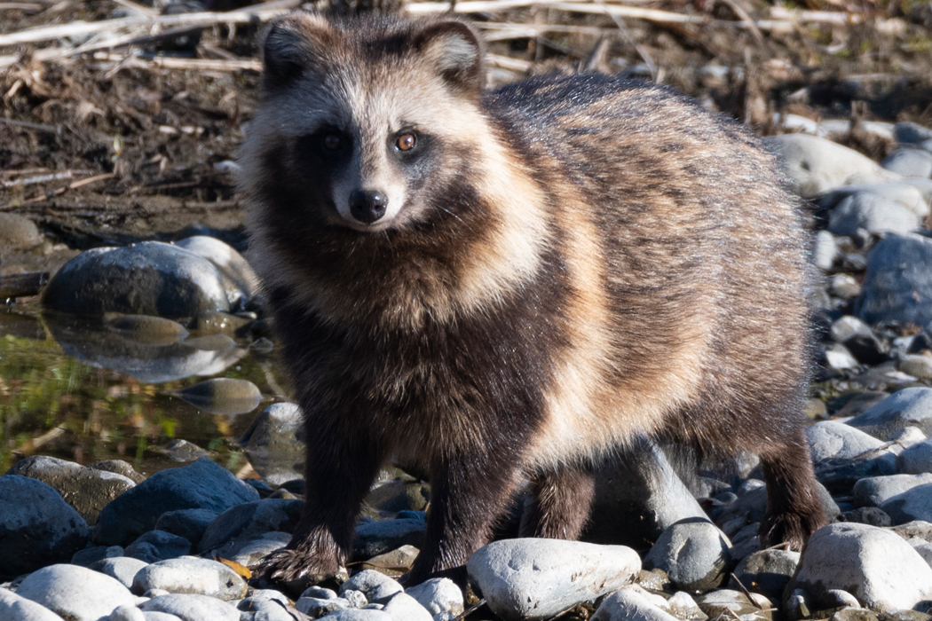 ホンドタヌキのページ