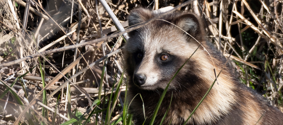 ホンドタヌキの写真