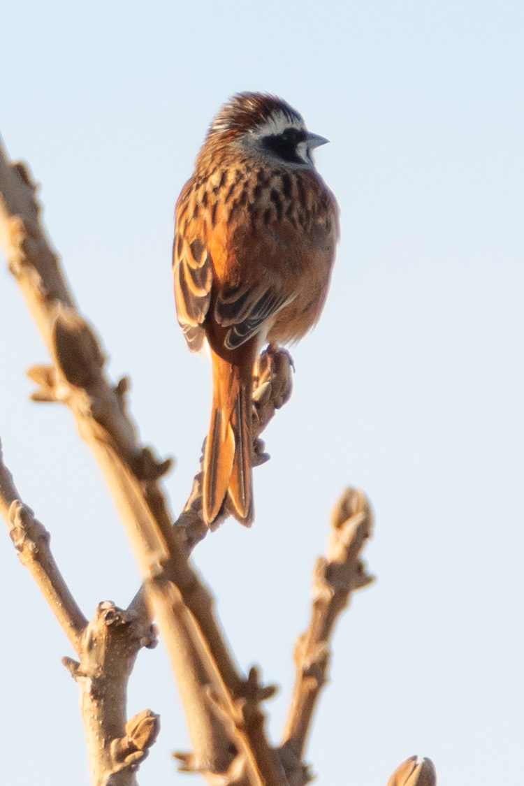 ホオジロの画像