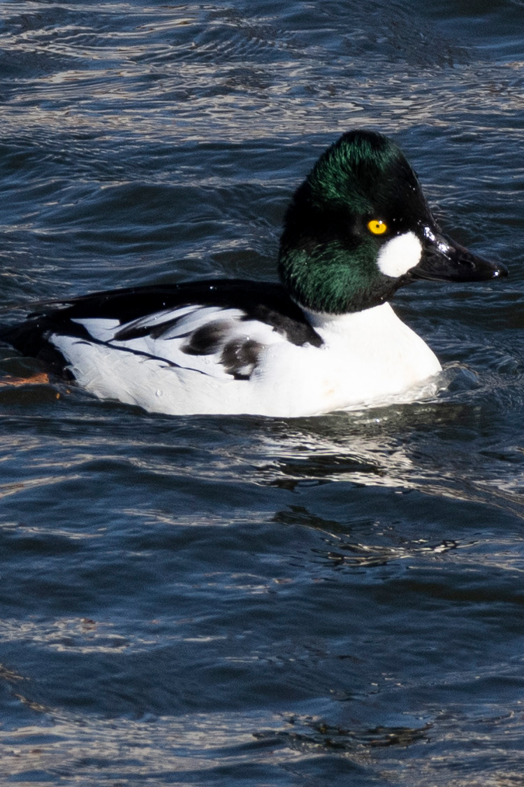 ホオジロガモの画像