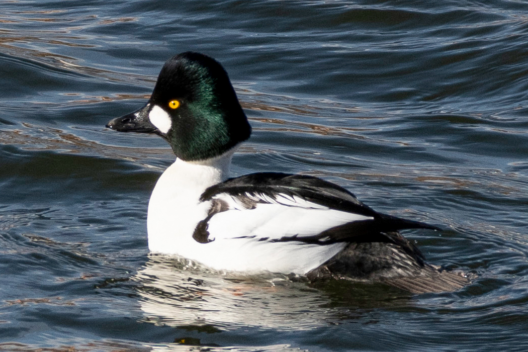 ホオジロガモのページ