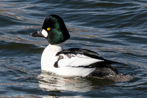 ホオジロガモの色