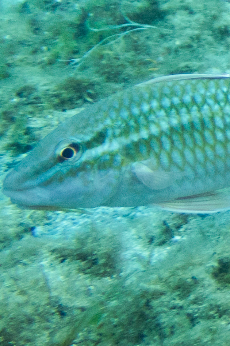 ホウライヒメジの画像