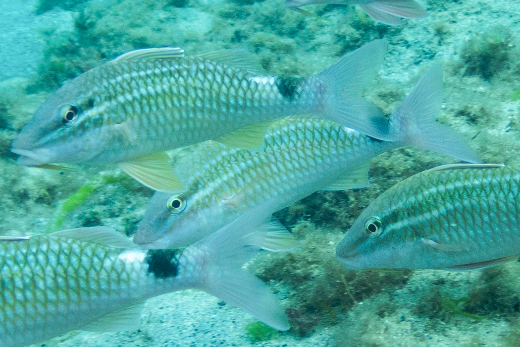 ホウライヒメジのページ