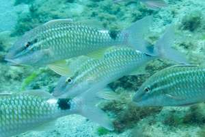 ホウライヒメジの色