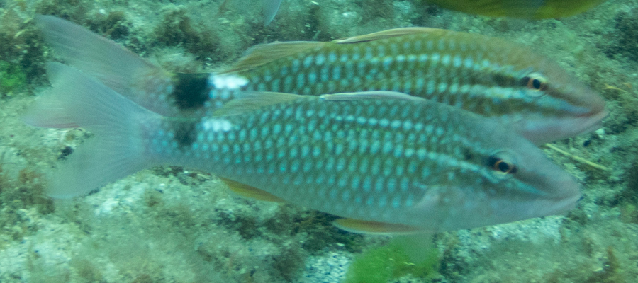 ホウライヒメジの写真