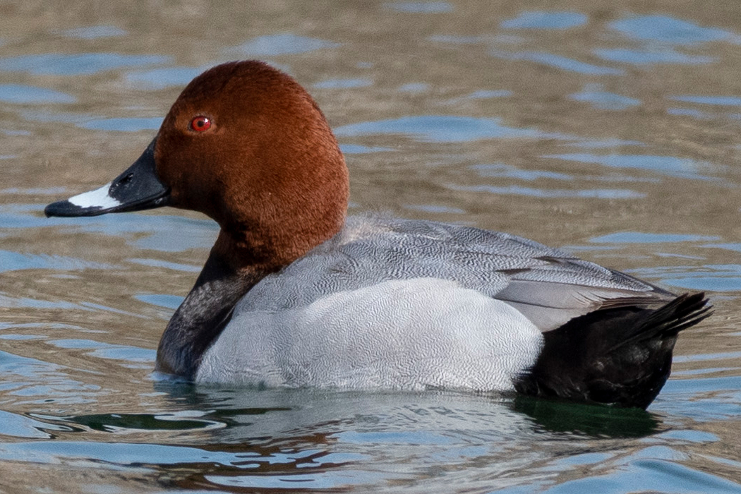 ホシハジロのページ