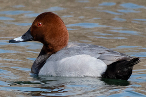 ホシハジロの色