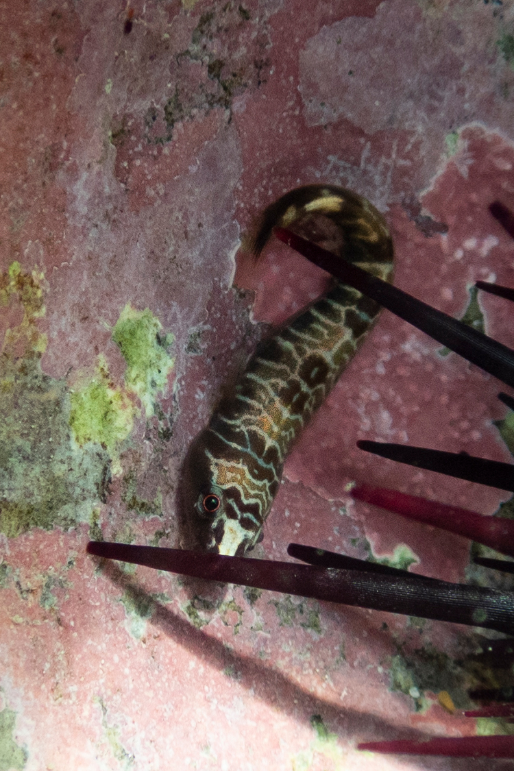 ホソウバウオの画像