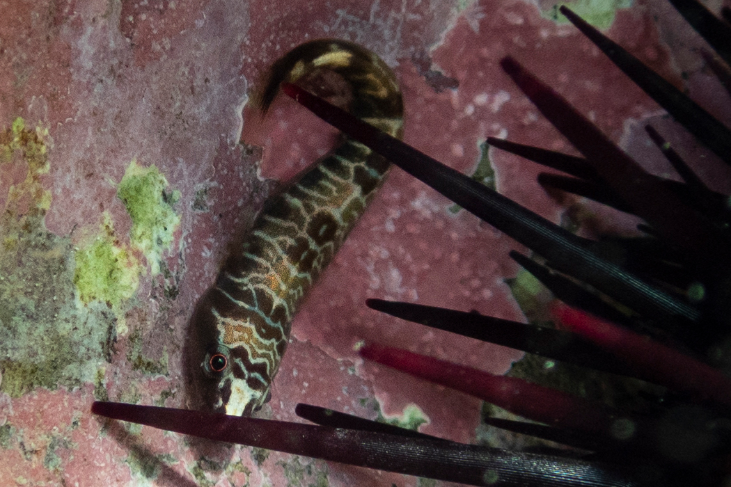 ホソウバウオのページ