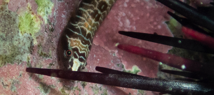 ホソウバウオの写真