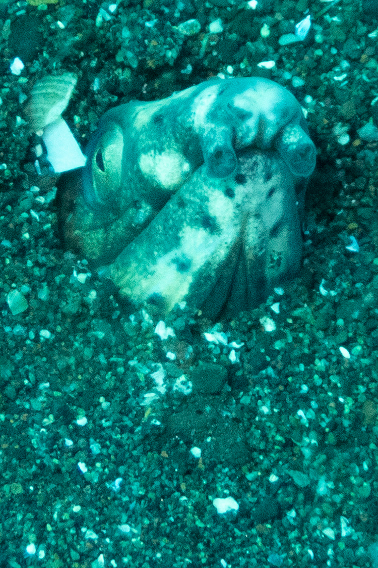 ホタテウミヘビの画像