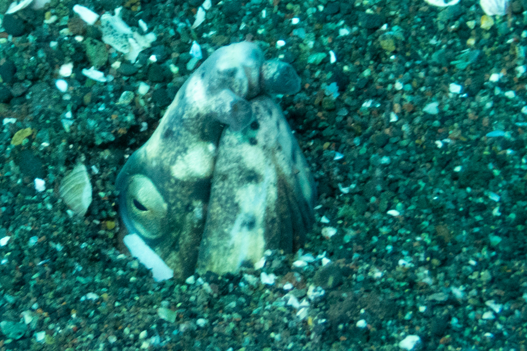 ホタテウミヘビのページ