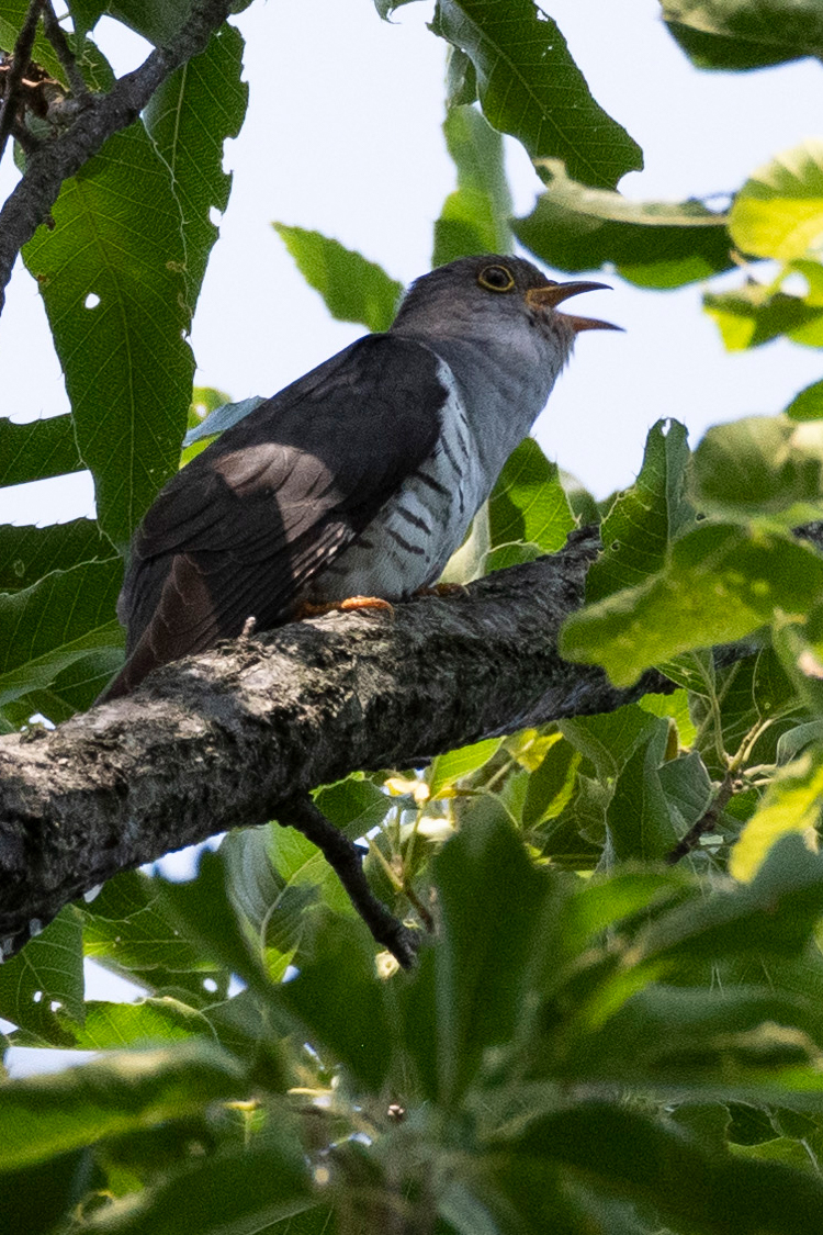 ホトトギスの画像