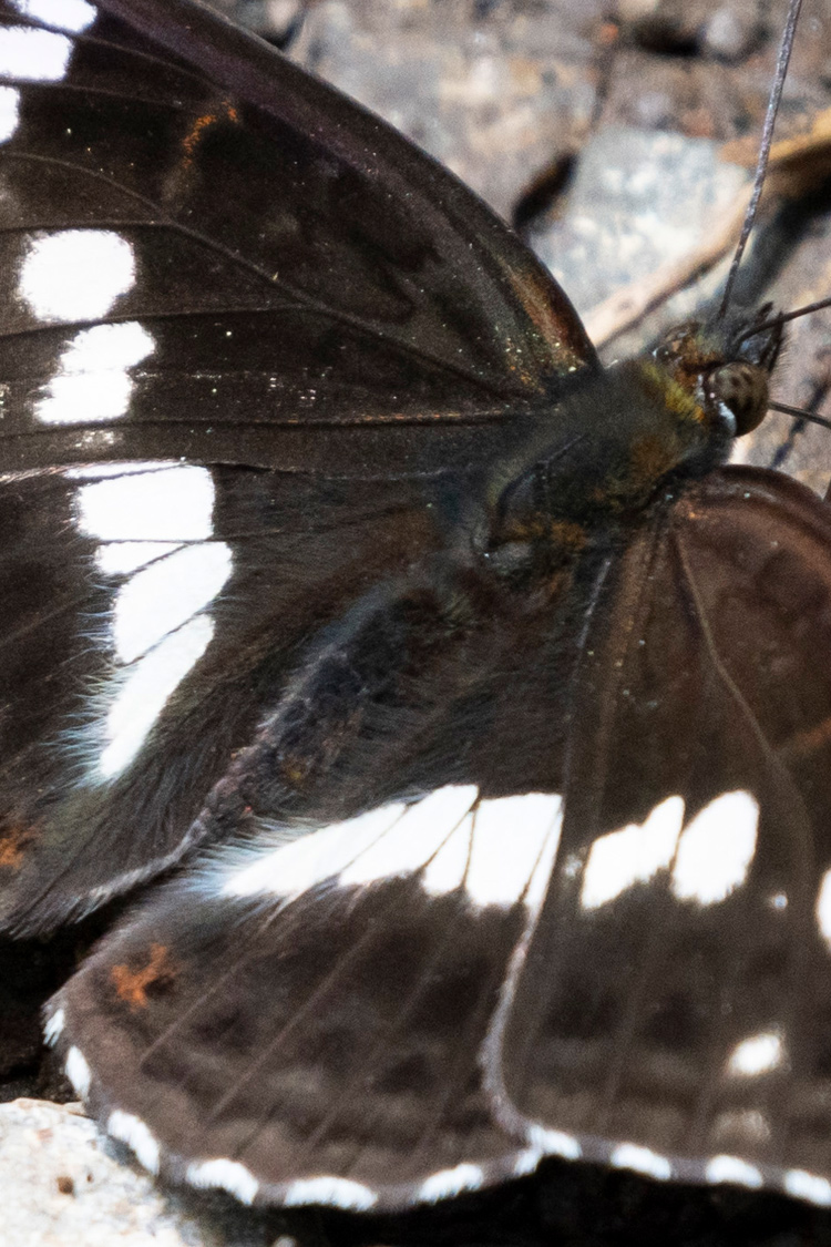 イチモンジチョウの画像