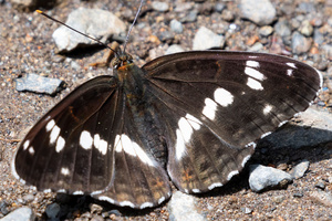 イチモンジチョウの色